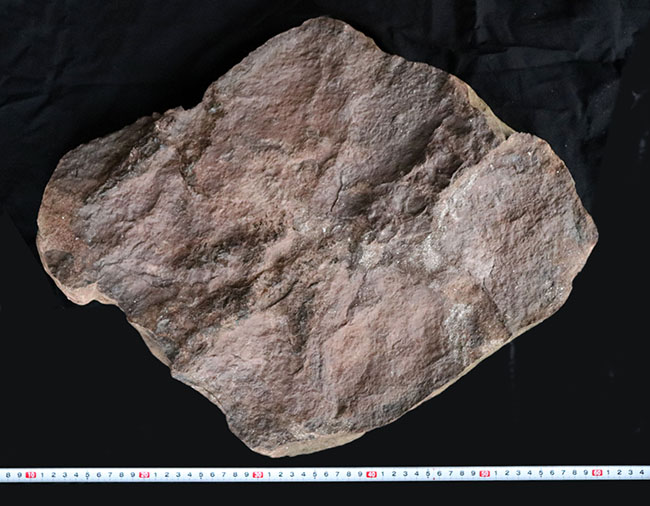 立派、２５センチ級！母岩含め、ほぼ１０キログラム！米国コネチカット州で発見された、恐竜グラレーターの足跡（あしあと）の化石（Grallator track）（その9）
