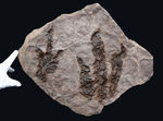立派、２５センチ級！母岩含め、ほぼ１０キログラム！米国コネチカット州で発見された、恐竜グラレーターの足跡（あしあと）の化石（Grallator track）