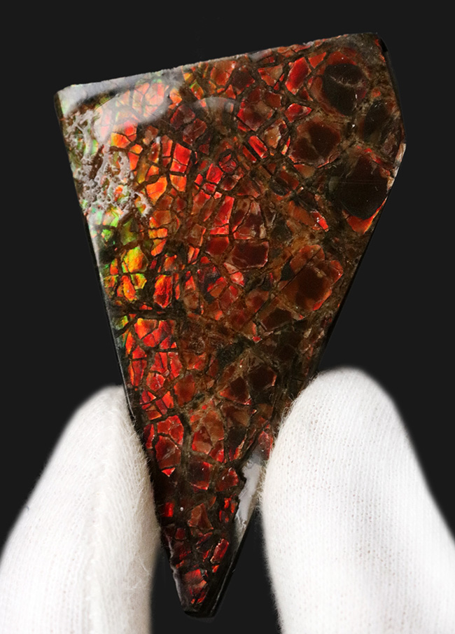 これぞ典型的な遊色、濃く深い赤!生物由来の宝石、アンモライト(Ammolite)のピース(その1)