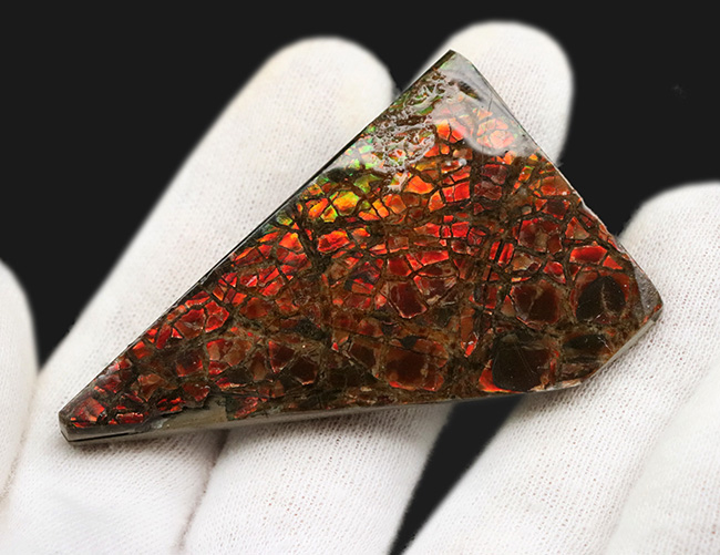 これぞ典型的な遊色、濃く深い赤!生物由来の宝石、アンモライト(Ammolite)のピース(その2)
