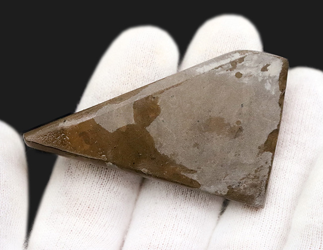 これぞ典型的な遊色、濃く深い赤!生物由来の宝石、アンモライト(Ammolite)のピース(その4)
