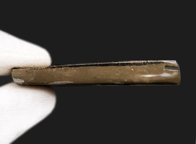 これぞ典型的な遊色、濃く深い赤!生物由来の宝石、アンモライト(Ammolite)のピース(その5)