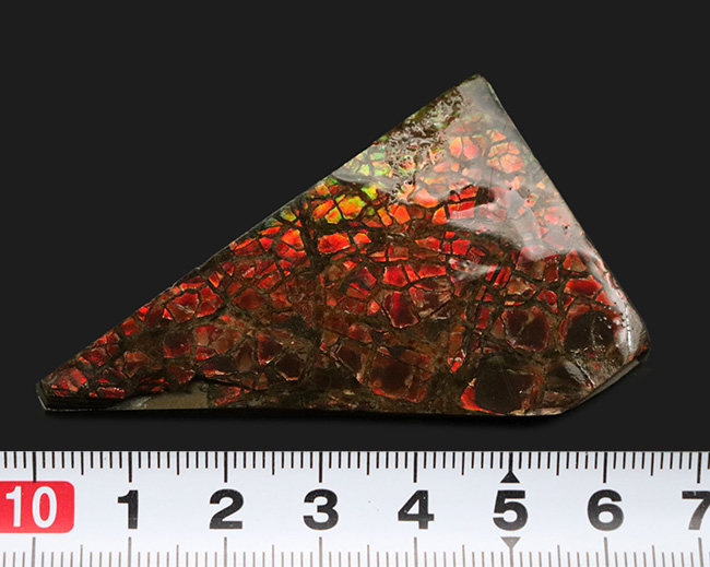 これぞ典型的な遊色、濃く深い赤!生物由来の宝石、アンモライト(Ammolite)のピース(その6)