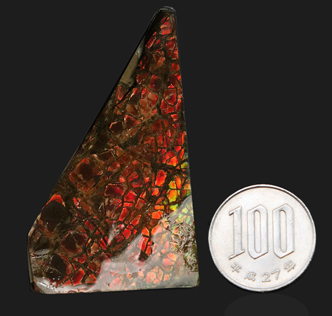 これぞ典型的な遊色、濃く深い赤!生物由来の宝石、アンモライト(Ammolite)のピース(その7)