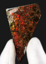 これぞ典型的な遊色、濃く深い赤！生物由来の宝石、アンモライト（Ammolite）のピース
