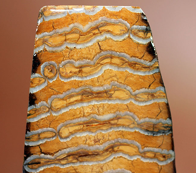 先史時代で最も有名な巨獣、ケナガマンモス（Woolly Mammoth）の臼歯の