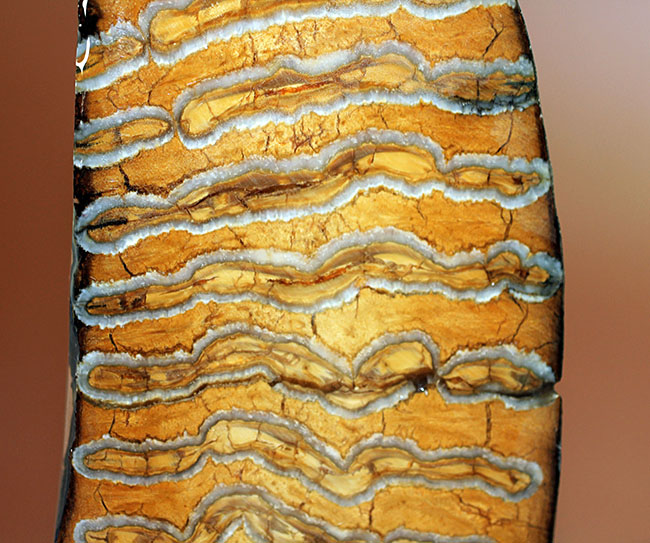 先史時代で最も有名な巨獣、ケナガマンモス（Woolly Mammoth）の臼歯の