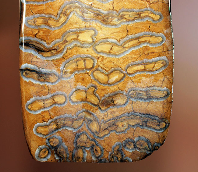 先史時代で最も有名な巨獣、ケナガマンモス（Woolly Mammoth）の臼歯の