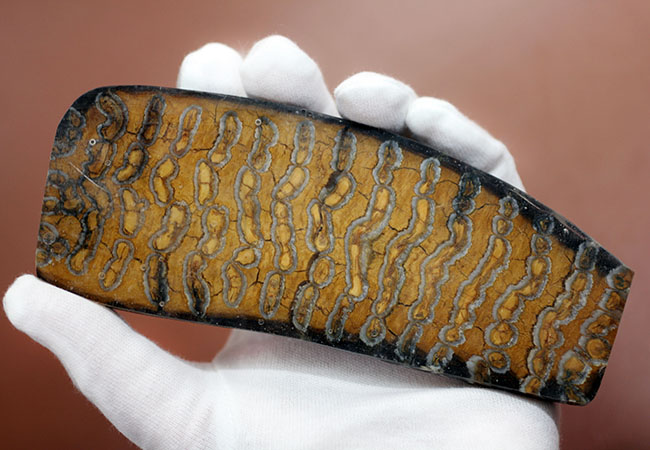 化石 マンモスの毛 大量 ベスト品 ケナガマンモス(Woolly Mammoth) 標本 鉱物 原石 鉱石 観賞石 オブジェ インテリア 剥製 化石 マンモスの毛 大量 ベスト品 ケナガマンモス(Woolly Mammoth