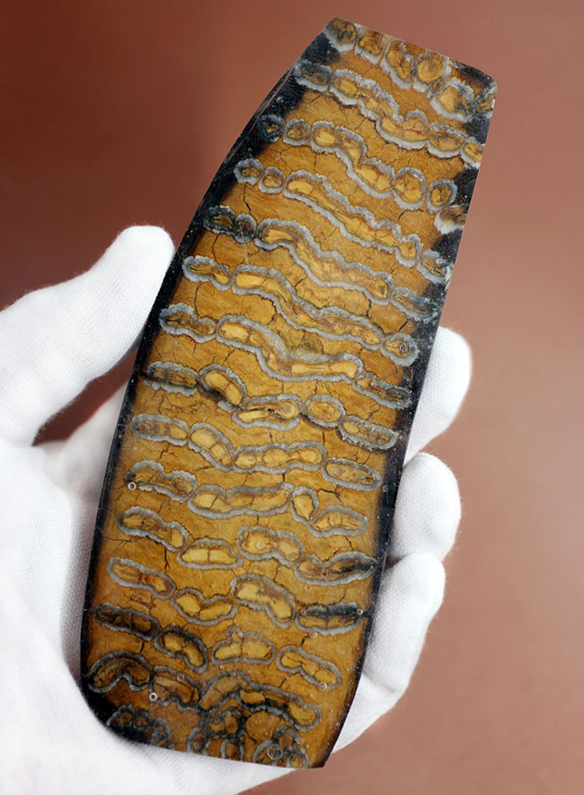 先史時代で最も有名な巨獣、ケナガマンモス（Woolly Mammoth）の臼歯の