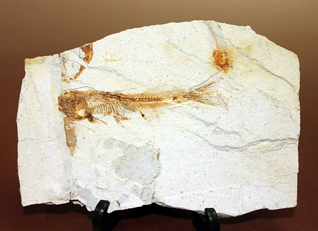 白亜紀前期、東アジアに広く分布していた淡水古代魚、リコプテラ(Lycoptera sp.)の上質化石(その1)