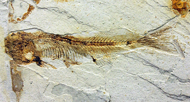 白亜紀前期、東アジアに広く分布していた淡水古代魚、リコプテラ（Lycoptera sp.）の上質化石（その10）