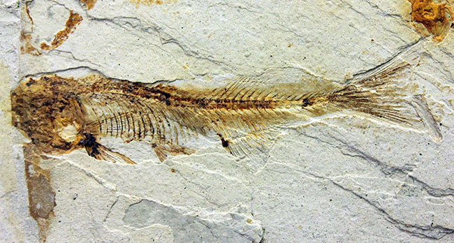 白亜紀前期、東アジアに広く分布していた淡水古代魚、リコプテラ(Lycoptera sp.)の上質化石(その10)
