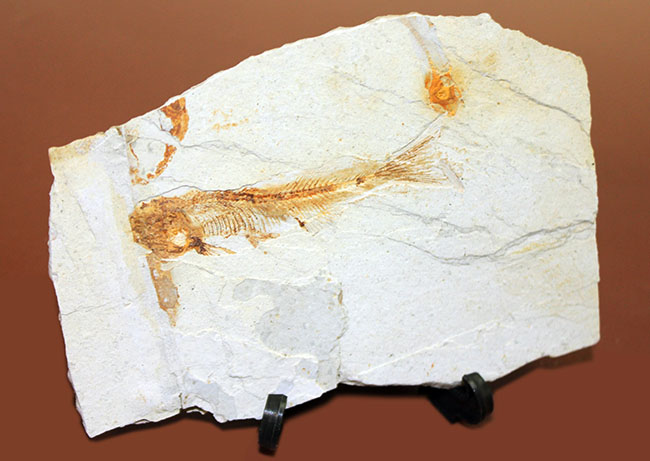 白亜紀前期、東アジアに広く分布していた淡水古代魚、リコプテラ(Lycoptera sp.)の上質化石(その11)