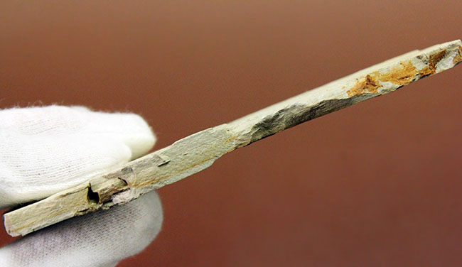 白亜紀前期、東アジアに広く分布していた淡水古代魚、リコプテラ(Lycoptera sp.)の上質化石(その12)