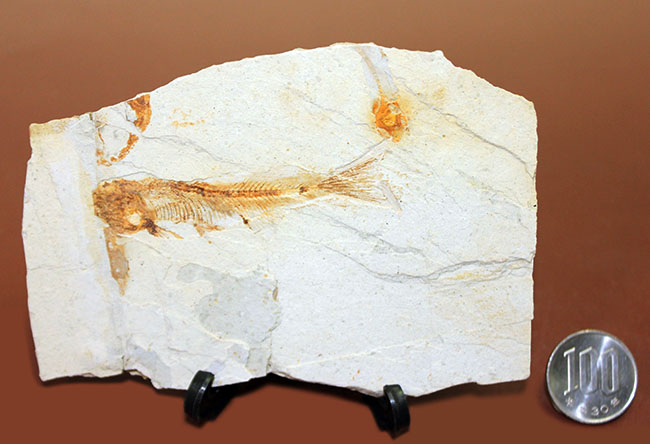白亜紀前期、東アジアに広く分布していた淡水古代魚、リコプテラ(Lycoptera sp.)の上質化石(その13)