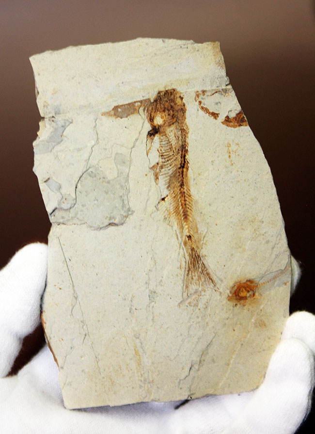 白亜紀前期、東アジアに広く分布していた淡水古代魚、リコプテラ（Lycoptera sp.）の上質化石（その2）