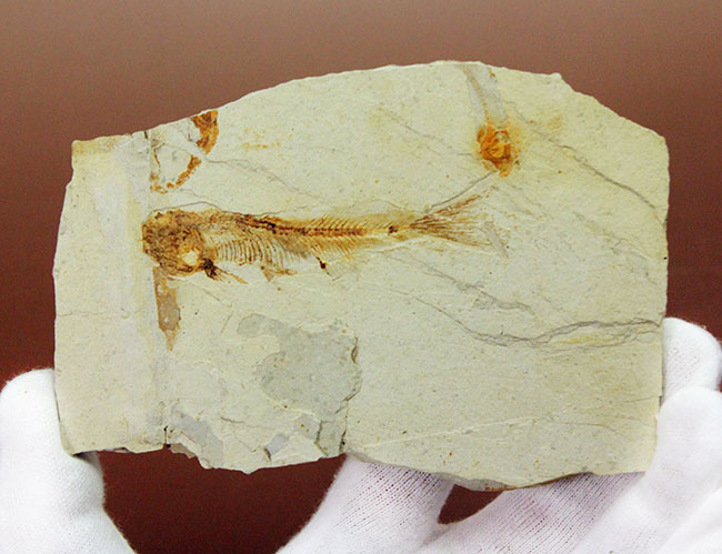 白亜紀前期、東アジアに広く分布していた淡水古代魚、リコプテラ(Lycoptera sp.)の上質化石(その3)