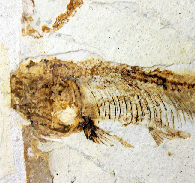 白亜紀前期、東アジアに広く分布していた淡水古代魚、リコプテラ(Lycoptera sp.)の上質化石(その4)