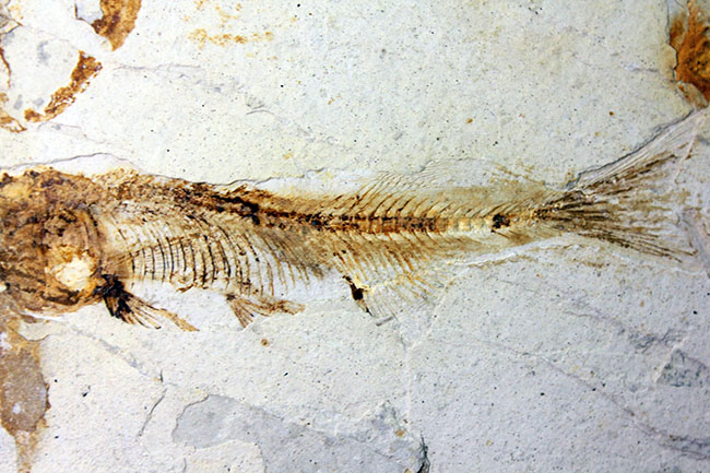 白亜紀前期、東アジアに広く分布していた淡水古代魚、リコプテラ(Lycoptera sp.)の上質化石(その5)