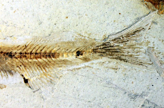 白亜紀前期、東アジアに広く分布していた淡水古代魚、リコプテラ(Lycoptera sp.)の上質化石(その6)