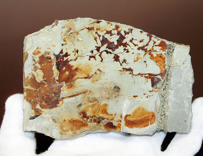 白亜紀前期、東アジアに広く分布していた淡水古代魚、リコプテラ(Lycoptera sp.)の上質化石(その7)