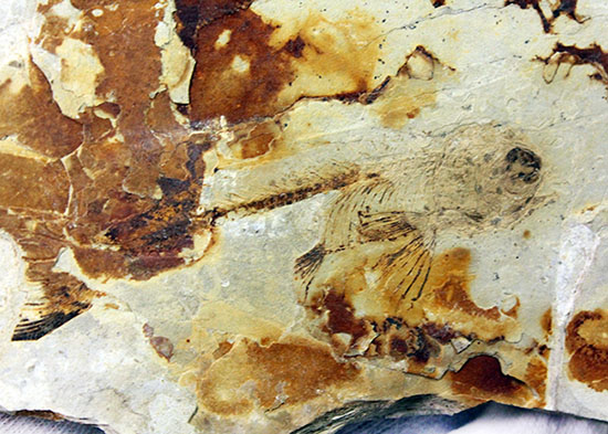 白亜紀前期、東アジアに広く分布していた淡水古代魚、リコプテラ(Lycoptera sp.)の上質化石(その8)