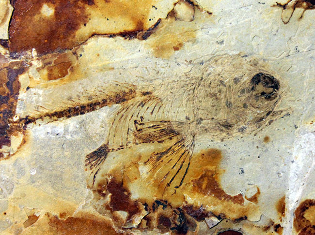白亜紀前期、東アジアに広く分布していた淡水古代魚、リコプテラ(Lycoptera sp.)の上質化石(その9)