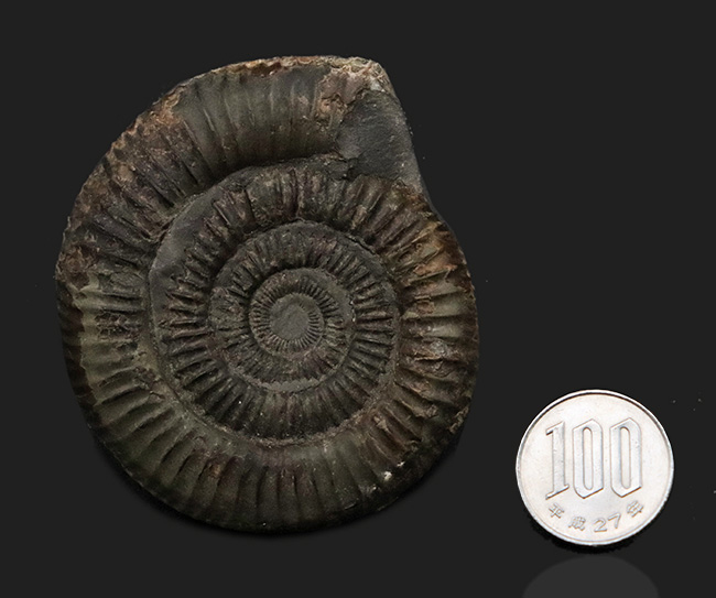 いかにも典型的！細脈が保存されたイングランド・ウィットビー産のアンモナイト、ダクチリオセラス（Dactylioceras）の化石（その5）