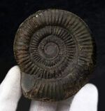 いかにも典型的！細脈が保存されたイングランド・ウィットビー産のアンモナイト、ダクチリオセラス（Dactylioceras）の化石