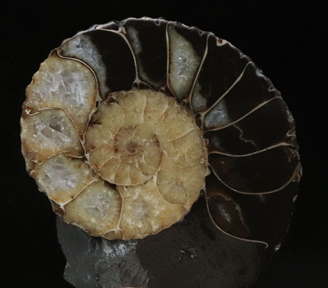 ディスコスカフィテス　アンモナイト　化石 Discoscaphites gulosus ディスコスカフィテス・グロッサス