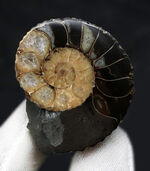 化石セブン初登場！恐竜時代末期の海中に生息していた珍しいアンモナイト、クリオスカフィテス（Clioscaphites）のハーフカット標本