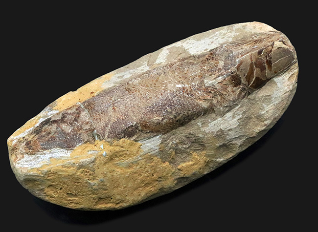 およそ１億２千万年前のカライワシの仲間、絶滅古代魚、ラコレピスの化石の化石（その1）