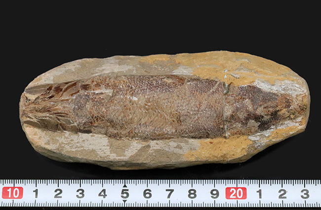 およそ１億２千万年前のカライワシの仲間、絶滅古代魚、ラコレピスの化石の化石（その10）