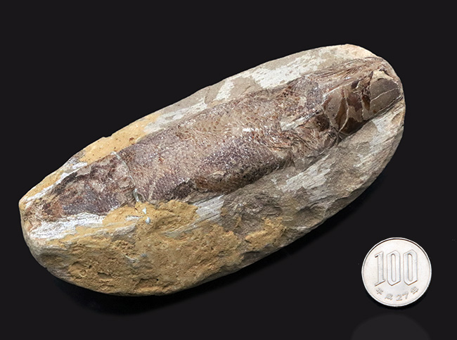 およそ1億2千万年前のカライワシの仲間、絶滅古代魚、ラコレピスの化石(その11)