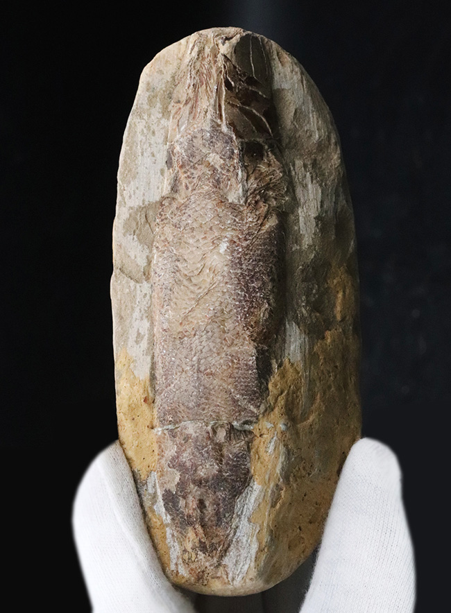 およそ1億2千万年前のカライワシの仲間、絶滅古代魚、ラコレピスの化石(その2)