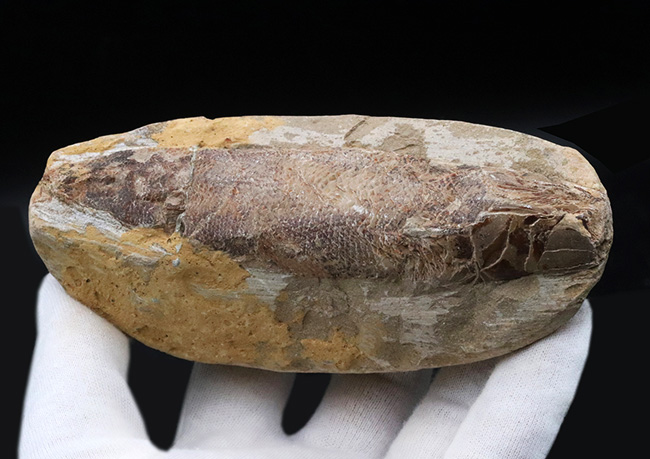 およそ１億２千万年前のカライワシの仲間、絶滅古代魚、ラコレピスの化石の化石（その3）