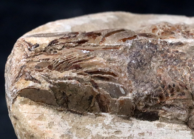 およそ１億２千万年前のカライワシの仲間、絶滅古代魚、ラコレピスの化石の化石（その4）
