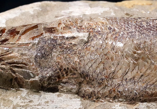 およそ1億2千万年前のカライワシの仲間、絶滅古代魚、ラコレピスの化石(その5)