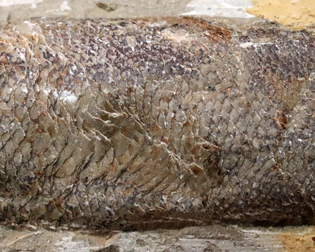 およそ1億2千万年前のカライワシの仲間、絶滅古代魚、ラコレピスの化石(その6)