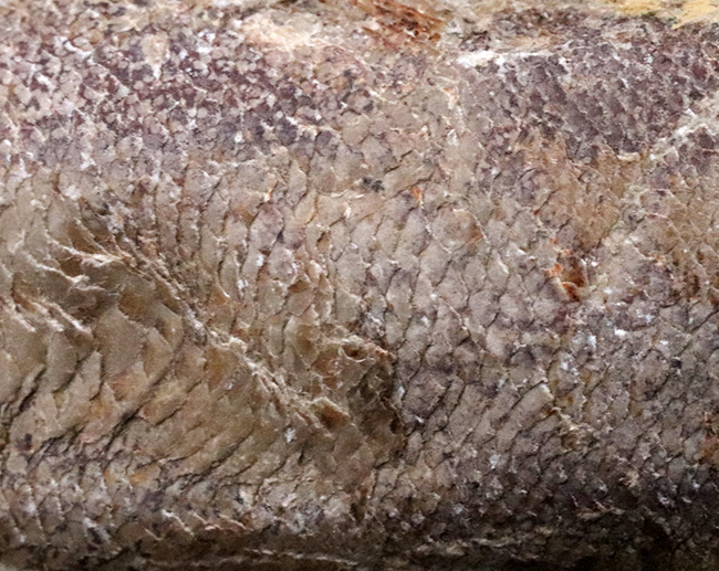 およそ１億２千万年前のカライワシの仲間、絶滅古代魚、ラコレピスの化石の化石（その7）