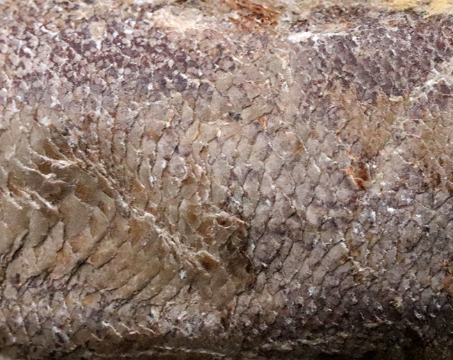 およそ1億2千万年前のカライワシの仲間、絶滅古代魚、ラコレピスの化石(その7)
