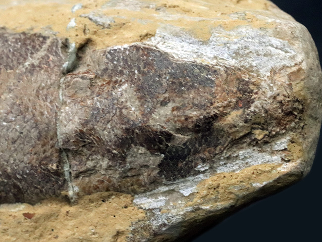 およそ１億２千万年前のカライワシの仲間、絶滅古代魚、ラコレピスの化石の化石（その8）