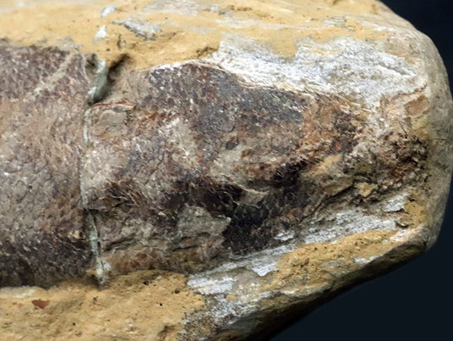 およそ1億2千万年前のカライワシの仲間、絶滅古代魚、ラコレピスの化石(その8)