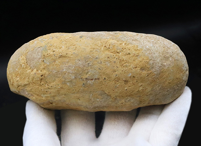 およそ1億2千万年前のカライワシの仲間、絶滅古代魚、ラコレピスの化石(その9)