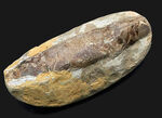 およそ１億２千万年前のカライワシの仲間、絶滅古代魚、ラコレピスの化石