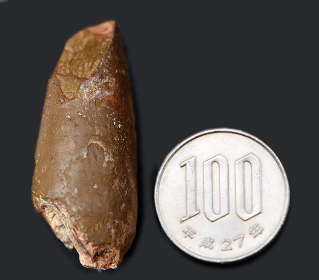 カルカロドントサウルスの歯の化石 極めて上質、そして希少、オールナチュラルなカルカロドント