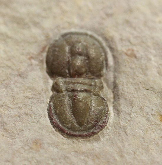 ブーツのような三葉虫。カンブリア紀中期の示準化石、三葉虫ペロノプシス(Peronopsis)（その1）