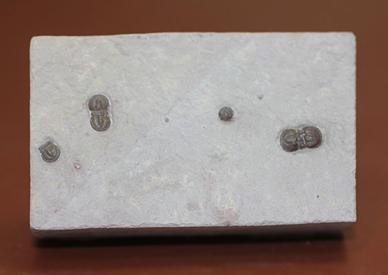 ブーツのような三葉虫。カンブリア紀中期の示準化石、三葉虫ペロノプシス(Peronopsis)（その2）