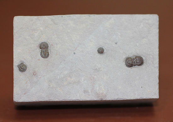 ブーツのような三葉虫。カンブリア紀中期の示準化石、三葉虫ペロノプシス(Peronopsis)(その2)